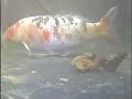 koi pond underwater shot koi pond underwater shot