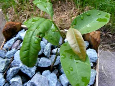 how to transplant a lychee tree