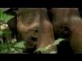 Best Of Caught in the Moment - Conservation Music Video