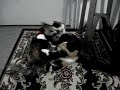 CUTE CAT FIGHT CUTE CAT FIGHT