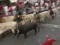 Bull race - run for your lives