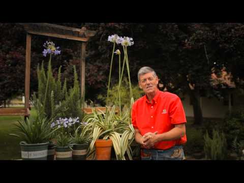 how to fertilize agapanthus