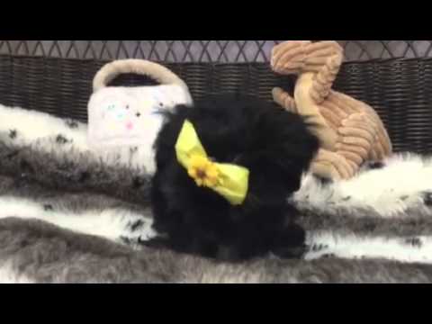 Sweet & Petite Havanese baby girl