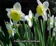 Daffodils - William Wordsworth