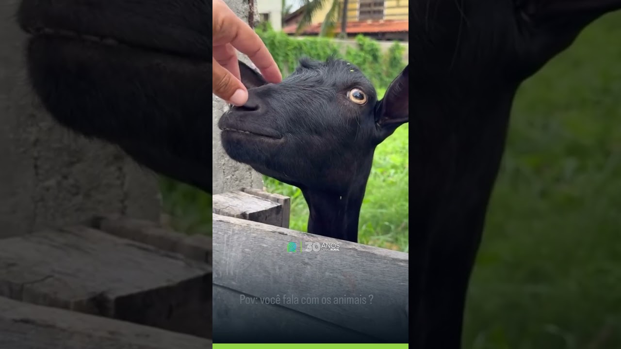 Cabrito “mostra os dentes” ao ouvir pedido