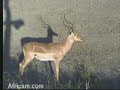 Impala with Oxpecker
