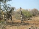 Giraffes eating in Imfolozi Giraffes eating in Imfolozi