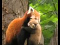 Red panda cub born at Chester zoo