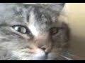 mi gatito b3bit0