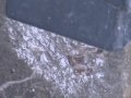 Black Widow Immune to bullets.
