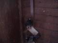 videos de Fairlands Pigeons