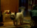 THROW IT!