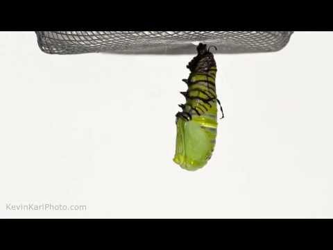 Monarch Butterfly Metamorphisis | Chrysalis | Henry | Time-Lapse | kevinkarlphoto.com
