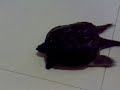 snapping turtle