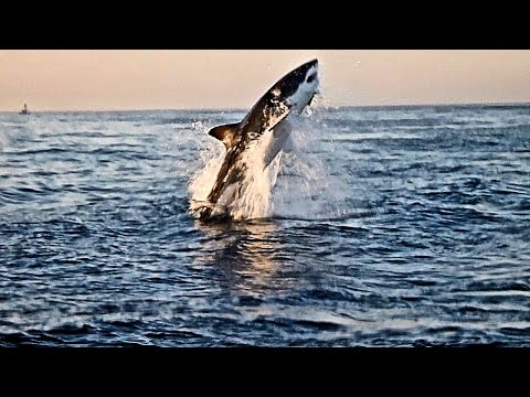 white shark
