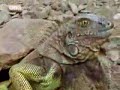 See Video
