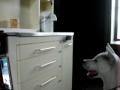 Kishu - Barks for a cup