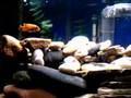 videos de My New Cichlid's