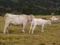 DE ALP A DAS (LA CERDANYA)