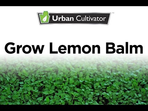 how to grow lemon balm