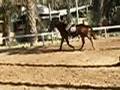 Saad Al Adhami Riding 2