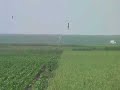Marsh Harrier vs Lapwing / Bruine Kiekendief tegen Kievit