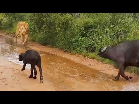Buffalo Chases A Hunting Lion From Her Newborn Calf - Latest Wildlife Sightings