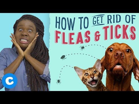 video-linktoworks-How to Gid Rid of Fleas & Ticks on Dogs & Cats | Chewy