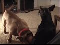 My dogs are crazy! My dogs are crazy!