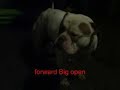 CanineDogProject audace & MegaBulls fifty