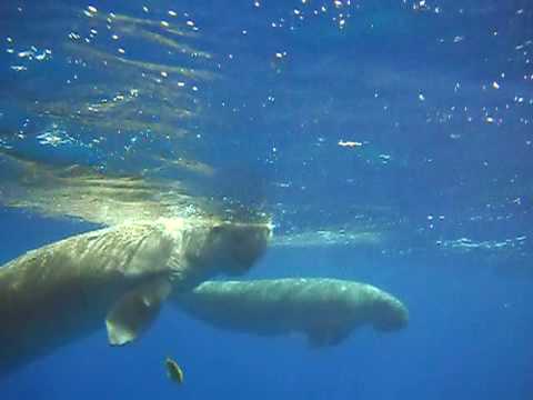 Видео 'Морские коровы'