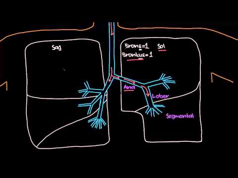 Khan Academy - Bronş Ağacı (Sağlık ve Tıp) (Solunum Sistemi Fizyolojisi) - 2014.05.20