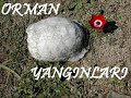 orman yangınları
