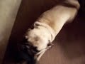 Purring Pug