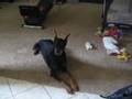 Doberman Protects baby