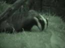 Badger Brock