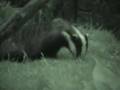 Badger-Brock
