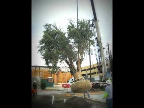 how to replant olive trees