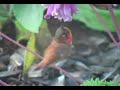 Rufus Hummingbird