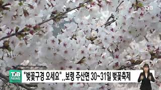 [0325 TJB 5시40분 뉴스]벚꽃구경 오세요_..보령 주산면서 30∼31일 벚꽃축제