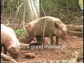 Pleasant Pork