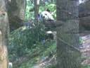 Pictures At National Zoo