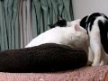 チェリーちゃんとイケメンコンビ：3/3:066.MOV