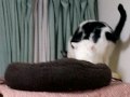 チェリーちゃんとイケメンコンビ：3/3:066.MOV