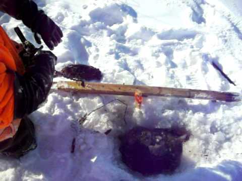how to locate muskrats
