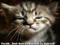 Very Funny Cats 47