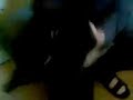 A cat can dance like Shakira in manchester