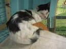 Hobe Sound Animal Protection League