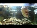 porcupine eating live crab-atsuko no fugu