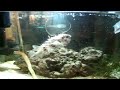 porcupine eating live crab-atsuko no fugu